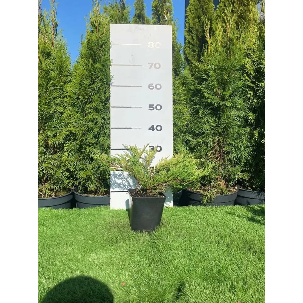 Можжевельник Андорра Вариег h40 - 60 см 89355380 STLM-2130726 Santreyd  - Вид №3