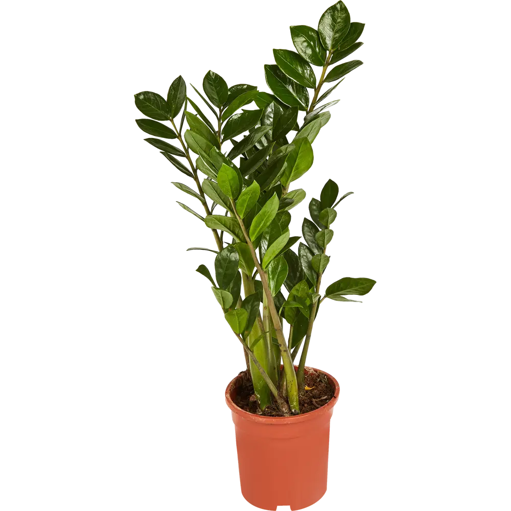 Santreyd Замиокулькас Ланцетовидный — неприхотливое комнатное растение 85324963 STLM-0061527 - Вид №1