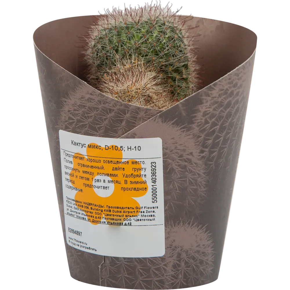 Santreyd Кактус микс - вечнозеленый суккулент для интерьера 82894897 STLM-0037677 - Вид №3