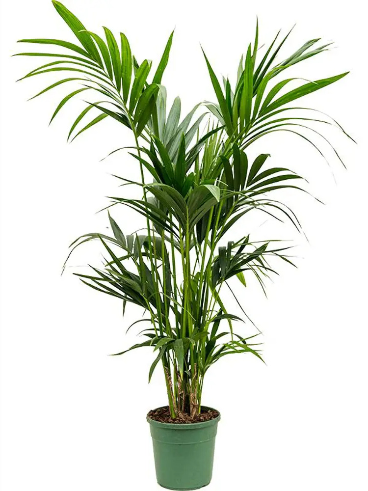 Ховея Santreyd — изящная пальма для вашего интерьера 84586932