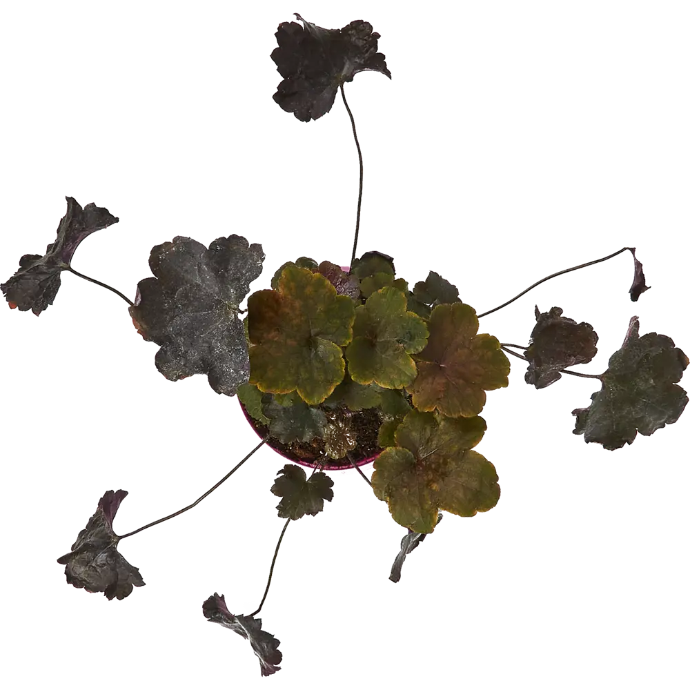 Гейхера декоративно-лиственная в горшке Santreyd 83248192 STLM-0953968 - Вид №1