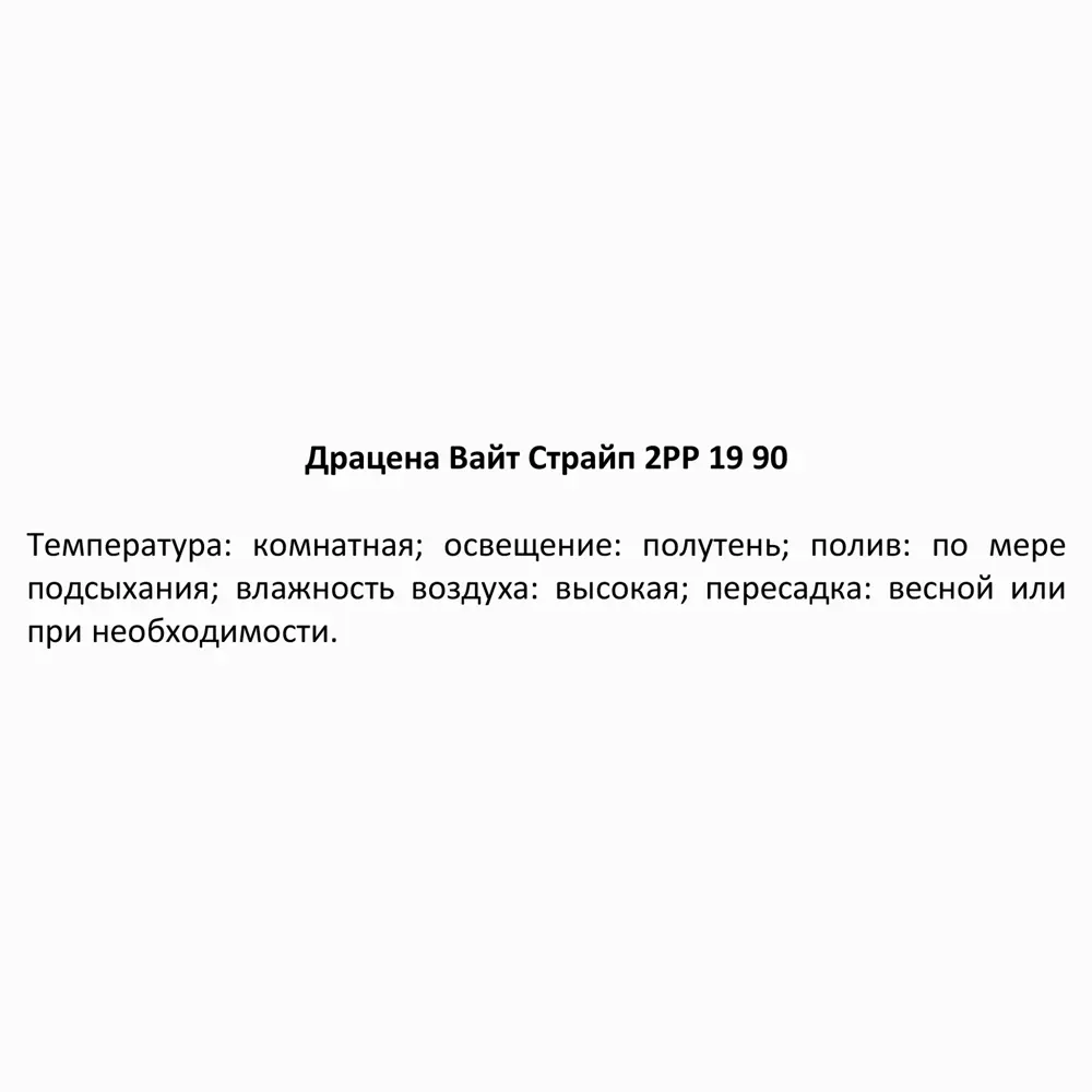 Драцена Вайт страйп ø19 h80-90 см 85324828 STLM-2175528 Santreyd  - Вид №4