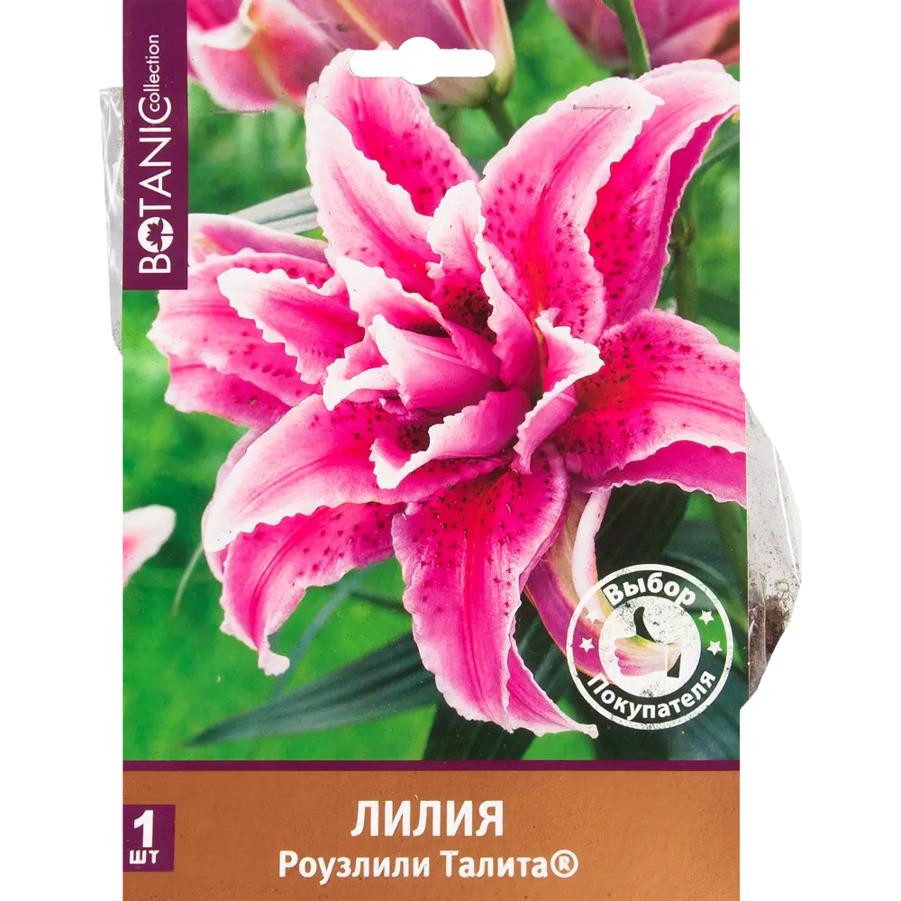 Лилия восточная махровая «Роузлили Талита» 82539374 STLM-2150047 Santreyd 