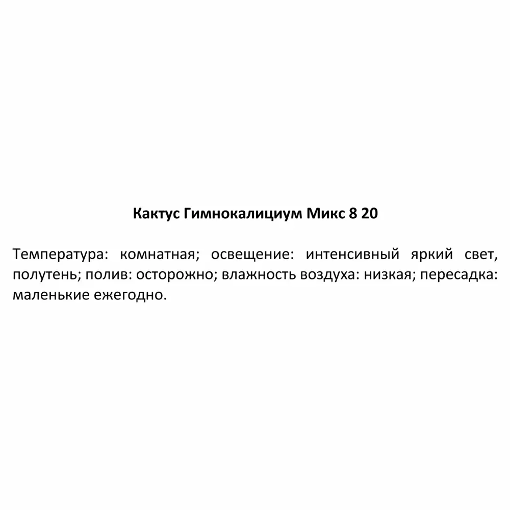 Santreyd Гимнокалициум микс - цветущий кактус для дома ø8×20 см 85325011 STLM-0061561 - Вид №3