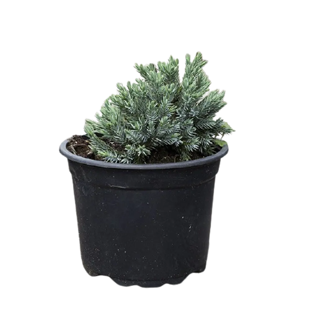 Можжевельник чешуйчатый Блю Стар ø22 h40 см PLANTMARKET STLM-2097666