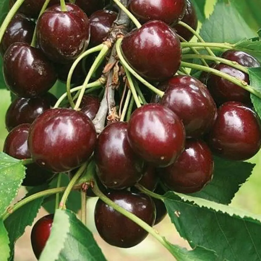 Вишня Шоколадница микс ø25 h100 см 85325509 STLM-2080794 Santreyd 