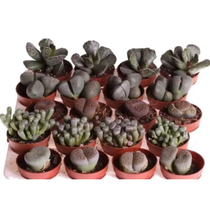 Santreyd Литопс микс - живые камни суккуленты 89352931