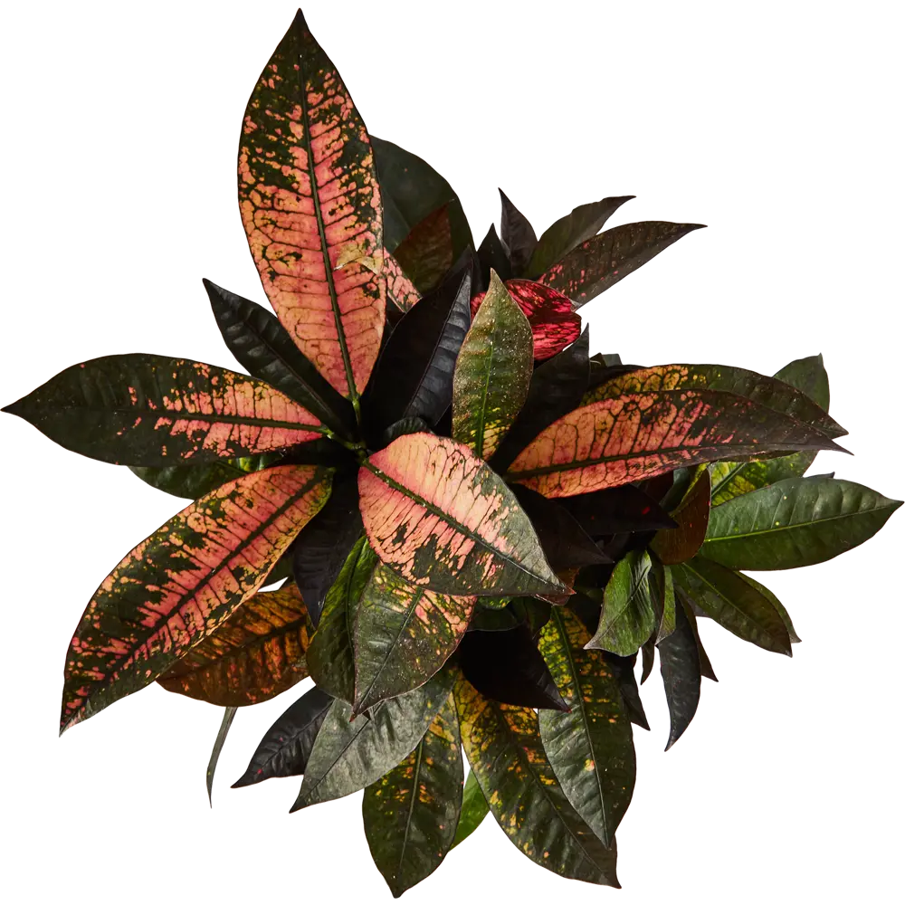 Santreyd Кодиеум Миссис Айстон — живая картина в вашем интерьере 87819668 STLM-1535115 - Вид №2