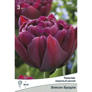 Тюльпан махровый Элисон Брэдли от ПОИСК - насыщенно-фиолетовые луковицы 89381363