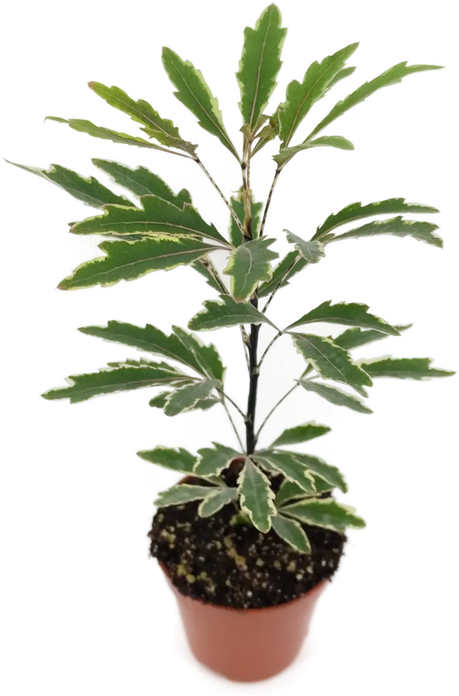 Santreyd Шеффлера Джемини - элегантное декоративное растение с резными листьями 82932700