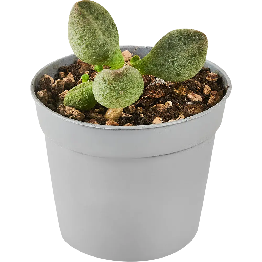 Адромискус микс Santreyd - суккулент для домашнего интерьера 88477127 STLM-0077756 - Вид №1