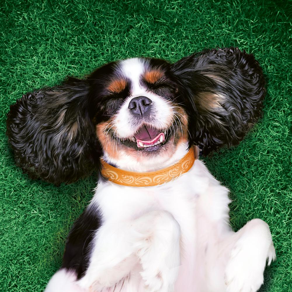 ПР0054741 Корм для собак Курица пауч 85г Friskies  - Вид №7