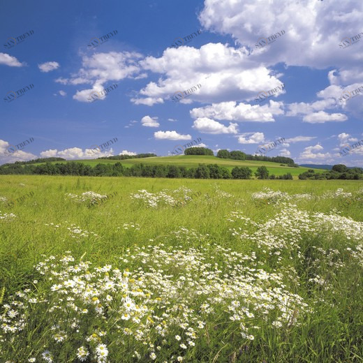 8-254-Meadow Фотообои Komar Scenics Edition 2 2.54х3.68 м 8254MEADOW