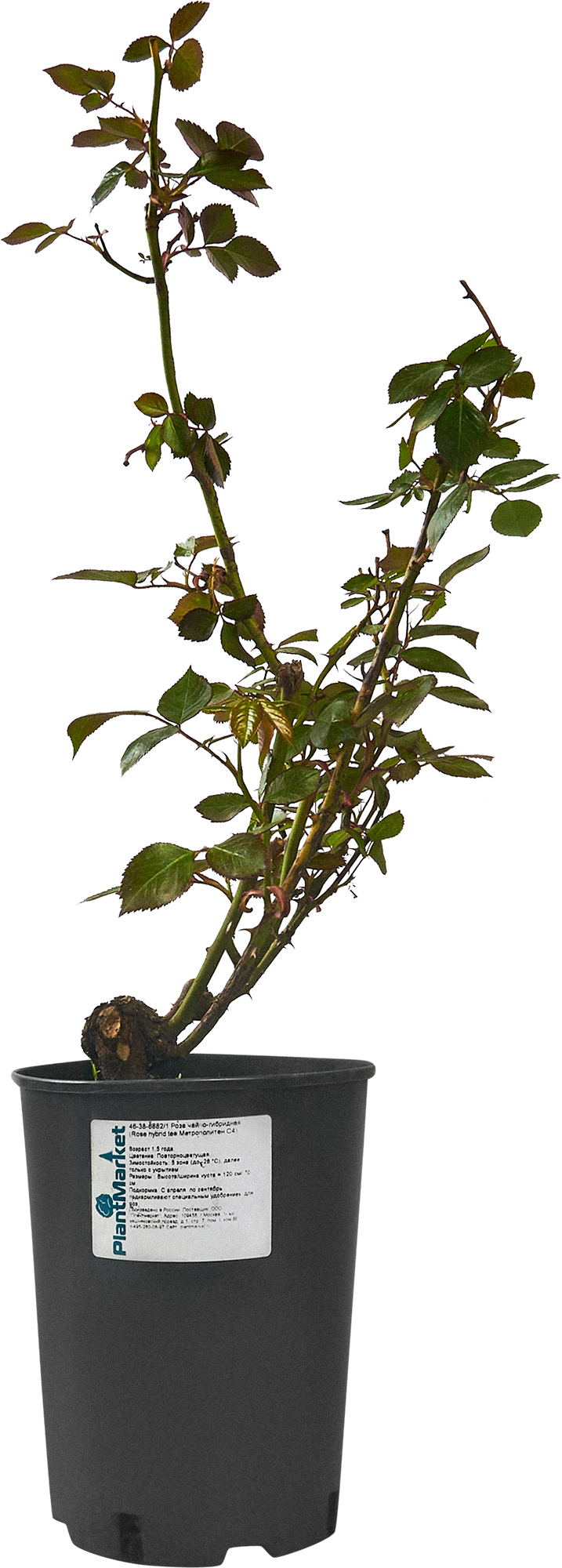 Роза чайно-гибридная Метрополитен - белоснежная красота для сада 84827565 PLANTMARKET STLM-0055701