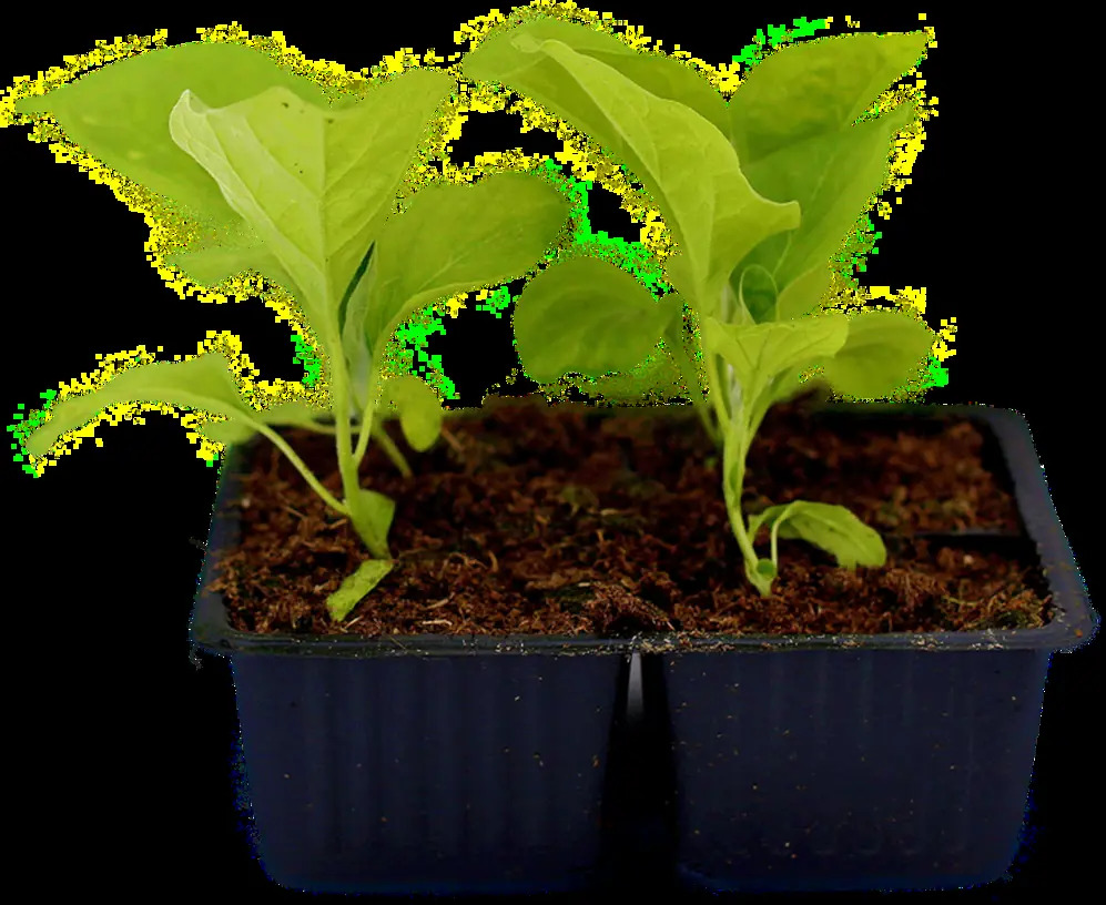 Santreyd Баклажан рассада 4 шт - готовые к высадке саженцы 87544049