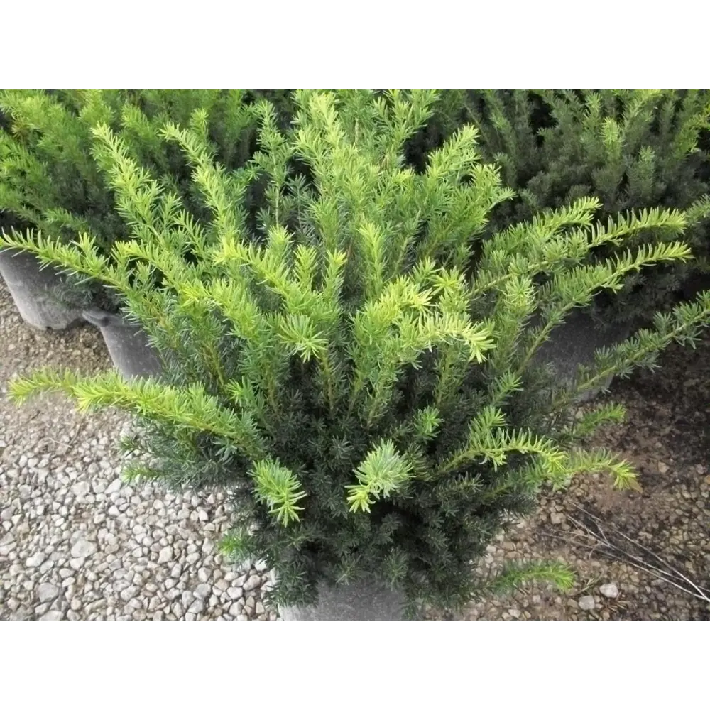 Тис средний Хиллии ø13 h20 - 30 см 87691163 STLM-2046834 PLANTMARKET 