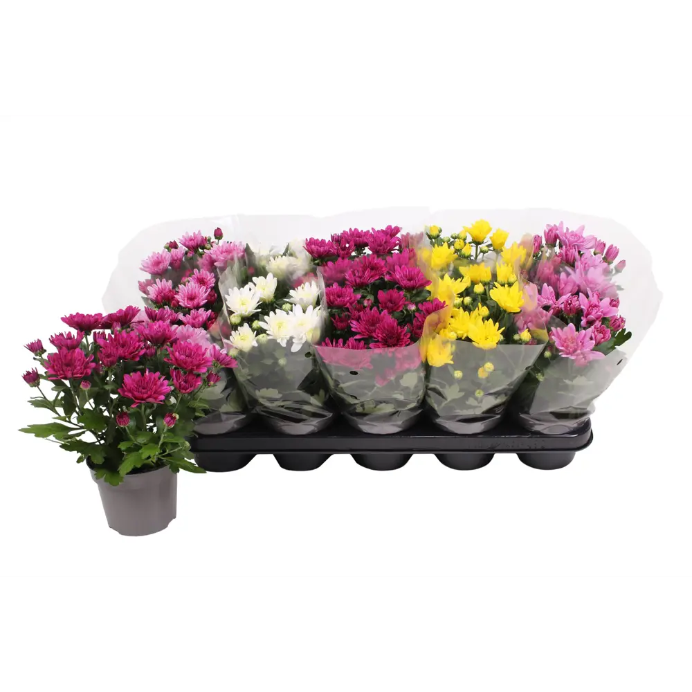 Santreyd Хризантема Махровая - пышное украшение сада 86750230 STLM-1395248