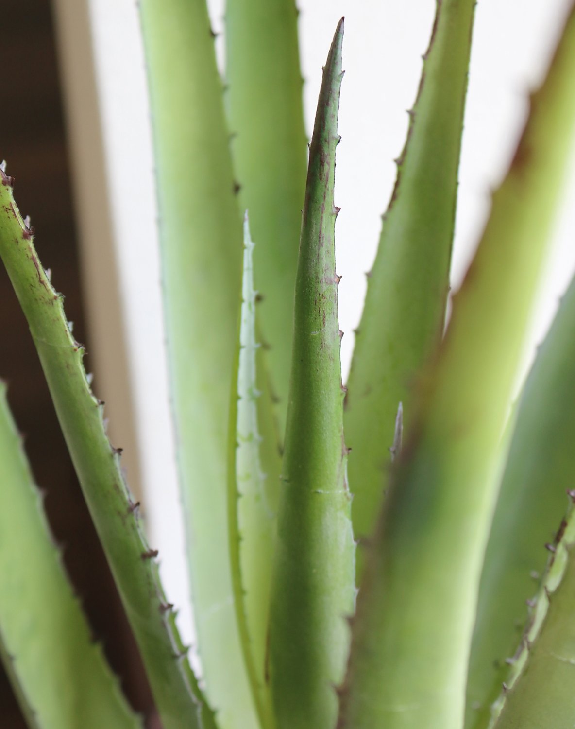 6045 883 a3 Искусственное алоэ, горшечное, 58 см, зеленое H-andreas  - Вид №2