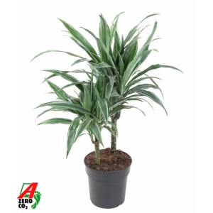 Драцена Варнека Santreyd ø19 h90 см - комнатное растение для озеленения 89390291