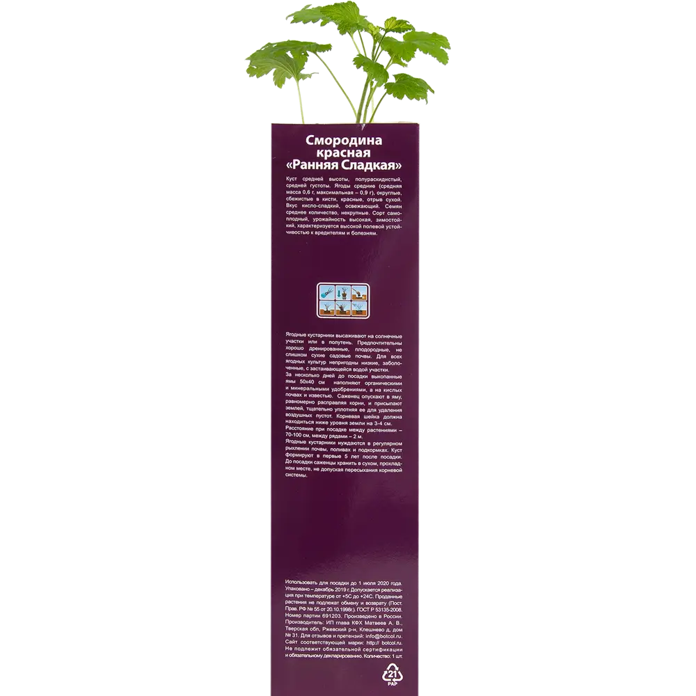 Смородина красная ранняя сладкая в тубе 82539572 STLM-2167151 BOTANIC COLLECTION  - Вид №2