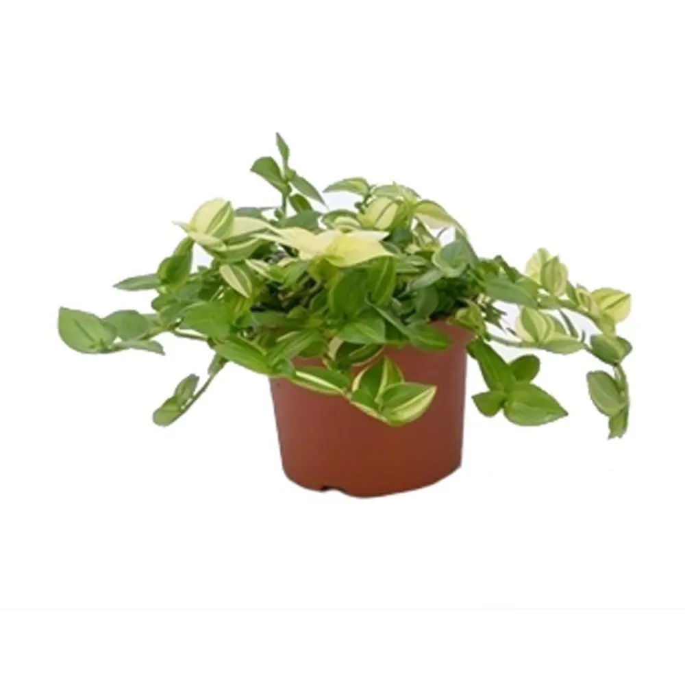 Традесканция Еллоу Хилл — декоративное растение с полосатыми листьями 89394850 Santreyd STLM-1580585