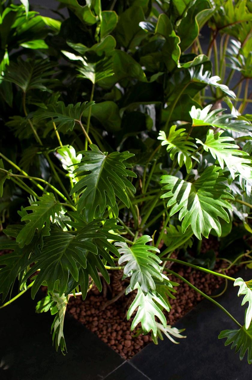 NESITE Гибкая система растений пола sun-id-1389425 - Вид №2