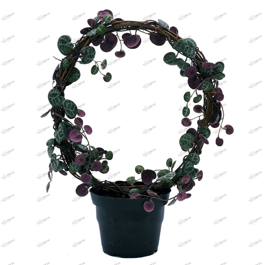 Церопегия искусственная Mr Plant 9012901