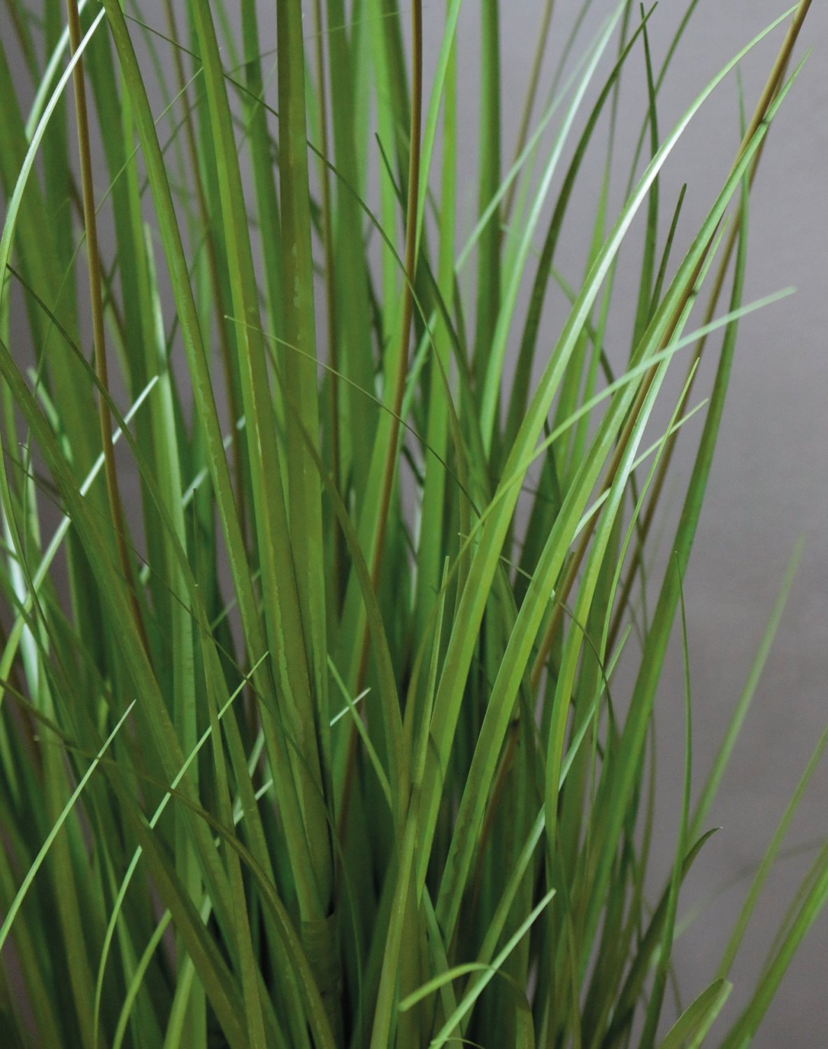 4870 807 a3 Искусственный пучок травы 'Chinese fountain grass', в горшке, 76 см, зелено-белый H-andreas 