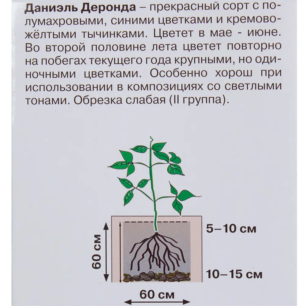 Клематис Даниэль Деронда в тубе Поиск Инвест 81951249 STLM-2012180 Santreyd  - Вид №2