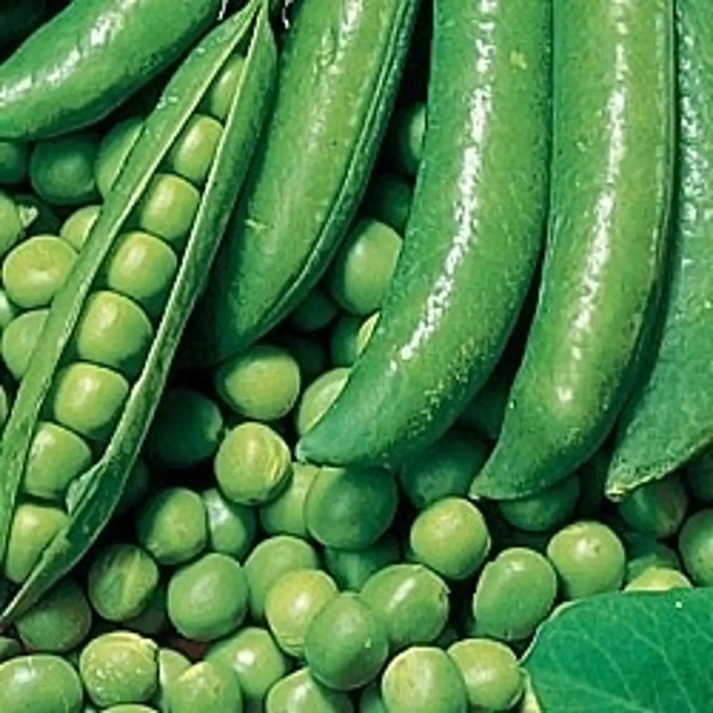 Семена гороха овощного Динга от AGRONI - высокоурожайный сорт для свежего потребления и консервации 17250997