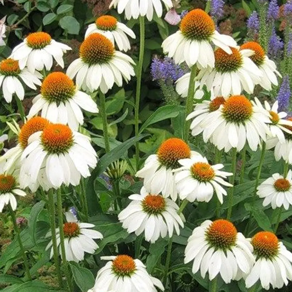 Эхинацея «Purpurea White Swan I» 13064943 STLM-2023860 GEOLIA 