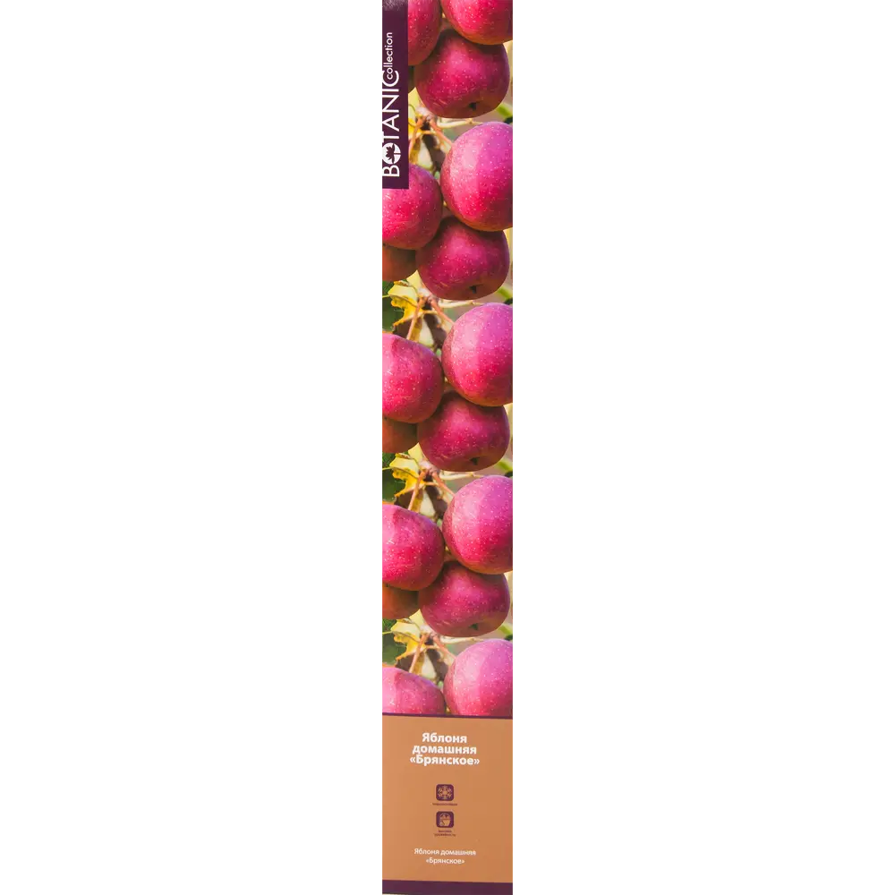 Яблоня Брянское в тубе 82539584 STLM-2127730 BOTANIC COLLECTION 