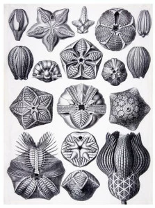 The NapKing Льняное кухонное полотенце Blastoidea