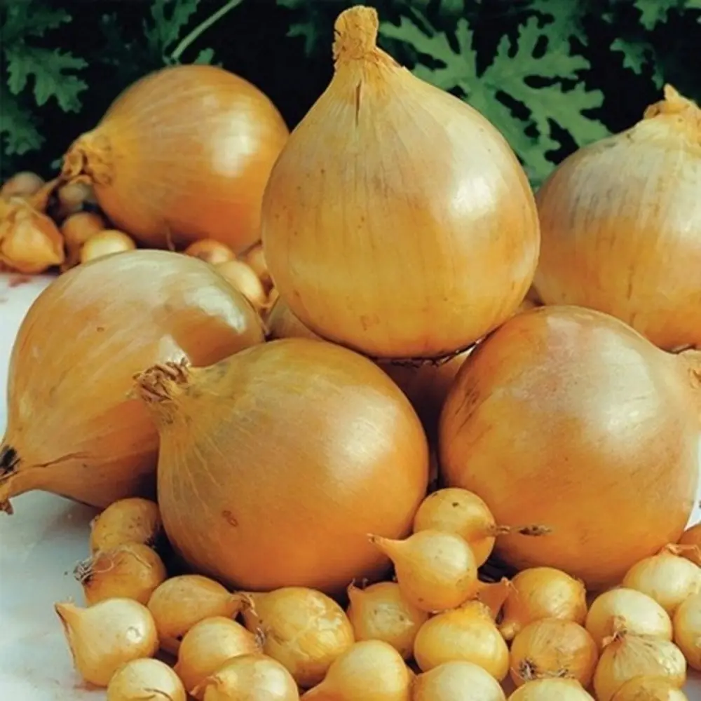 Лук-севок "Сеншуй Елоу Глоб" 900 гр ПРЕСТИЖ СЕМЕНА STLM-2146196 - Вид №3