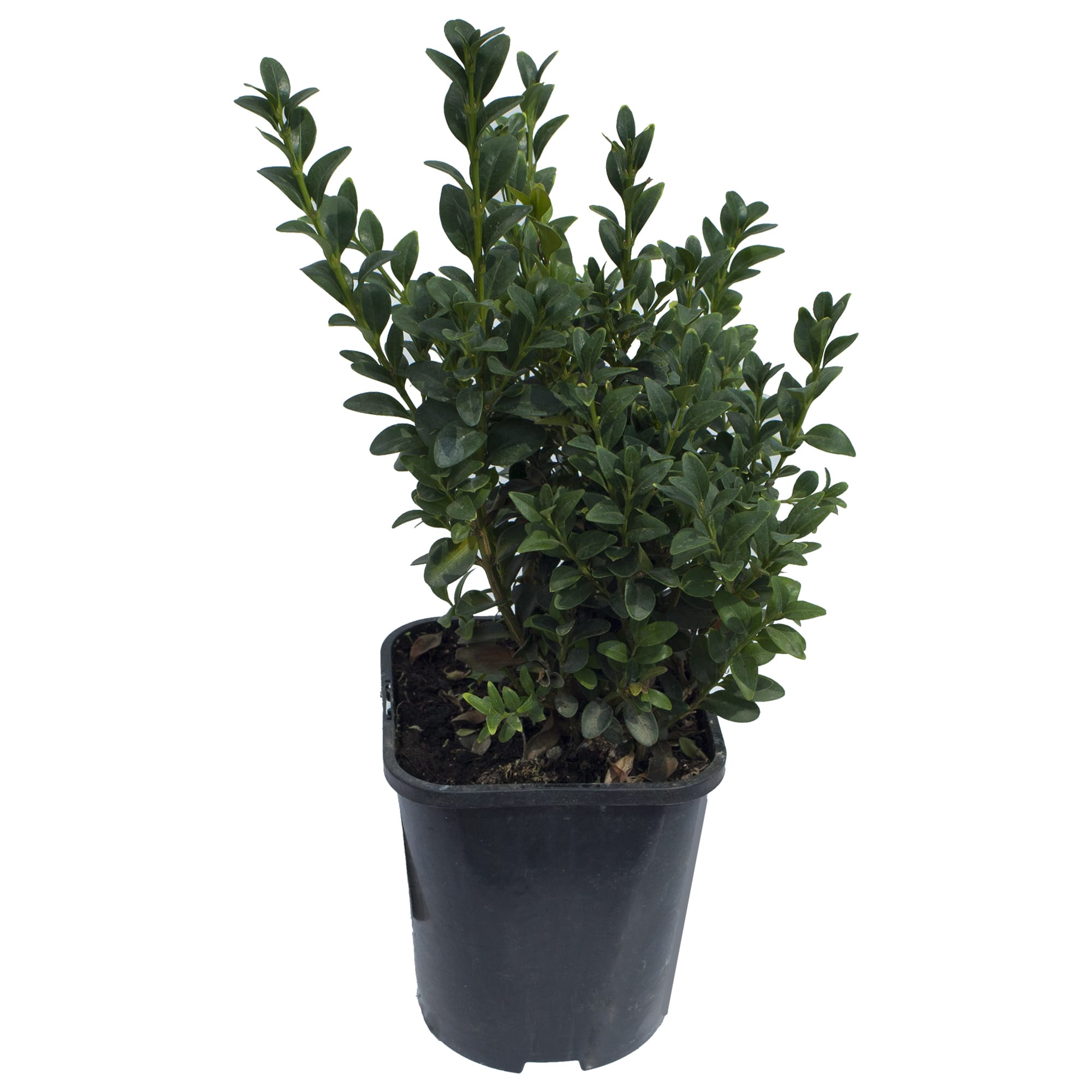 18381489 Буксус вечнозеленый «Самшит», 17х25-30 см Santreyd 