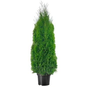 Santreyd Туя западная Смарагд - вечнозеленый хвойный акцент для сада 85478028