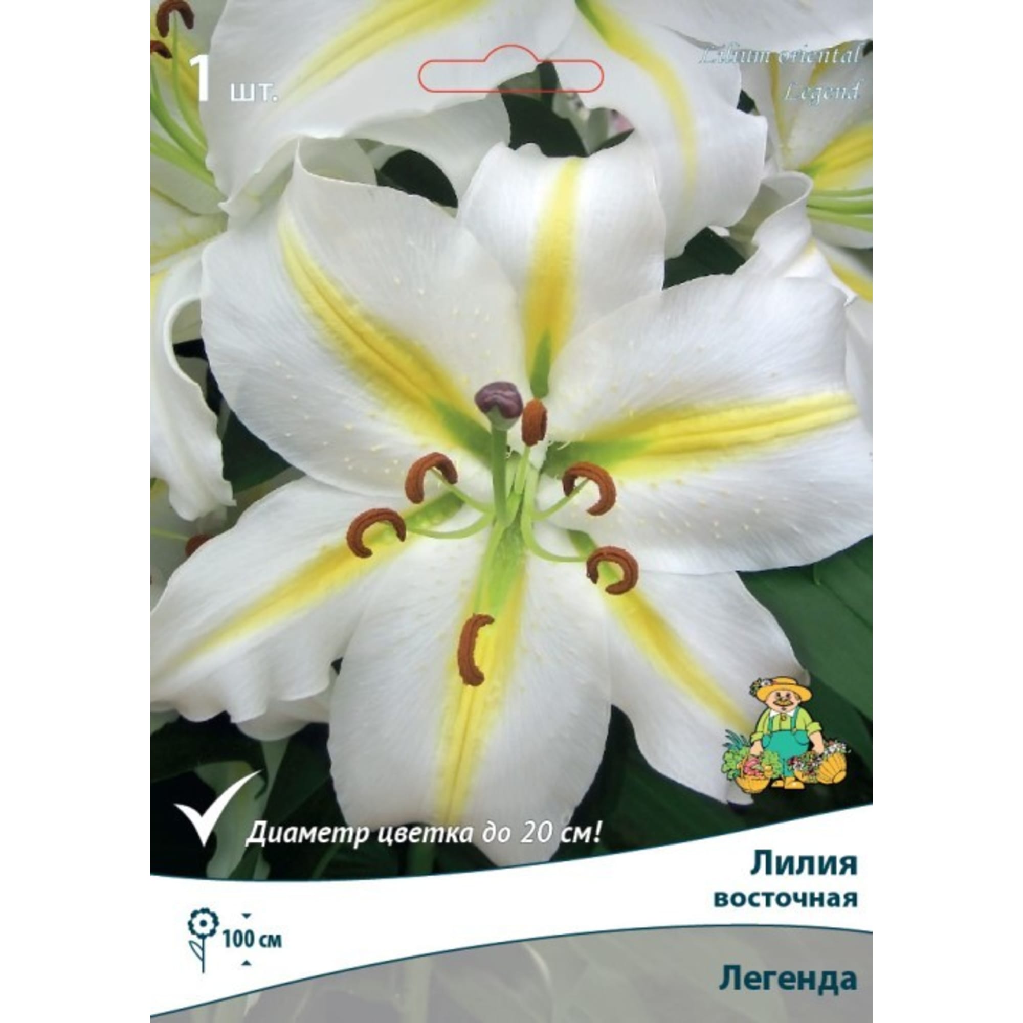 82319569 Лилия восточная «Легенда», размер луковицы 14/16 Santreyd  - Вид №2