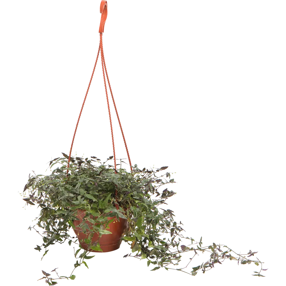 Santreyd Традесканция микс в подвесном кашпо - живой декор для интерьера 82560376 STLM-0029922