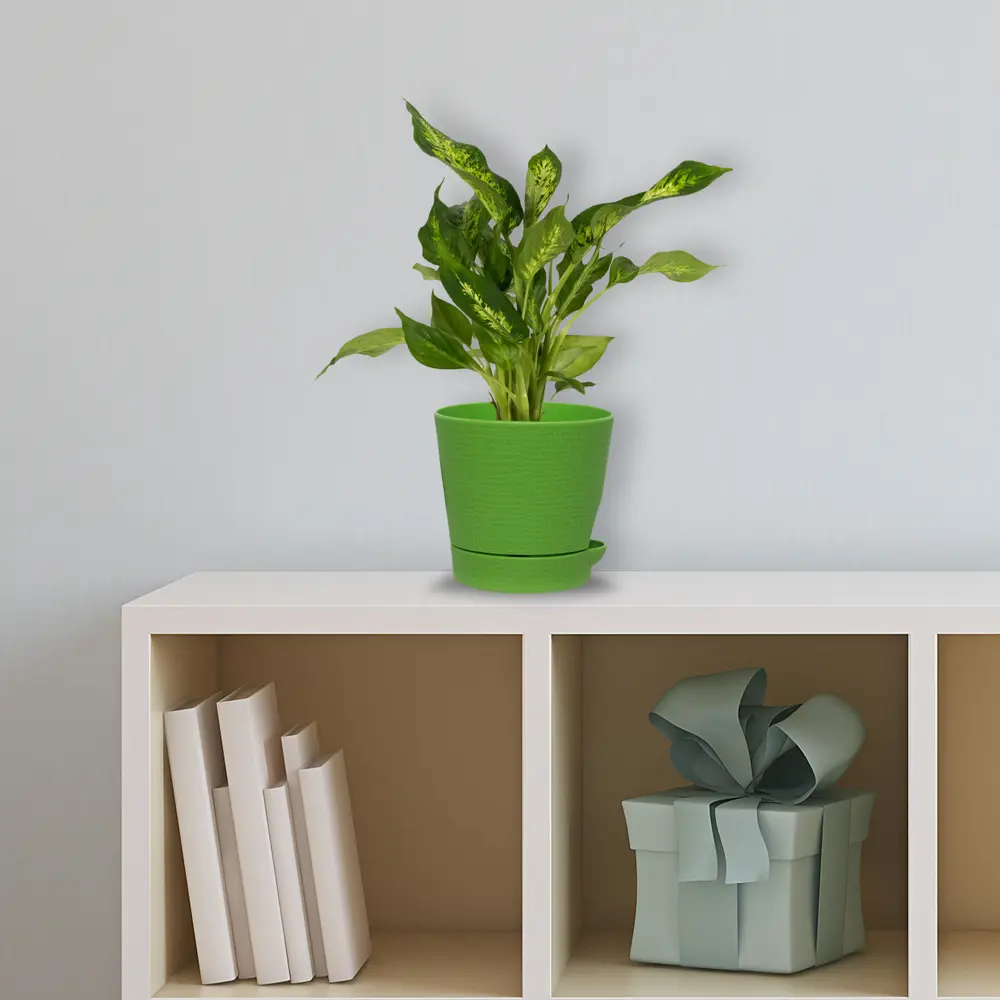 Диффенбахия микс Santreyd — тропическая роскошь для интерьера 14032361 STLM-0004205 - Вид №4