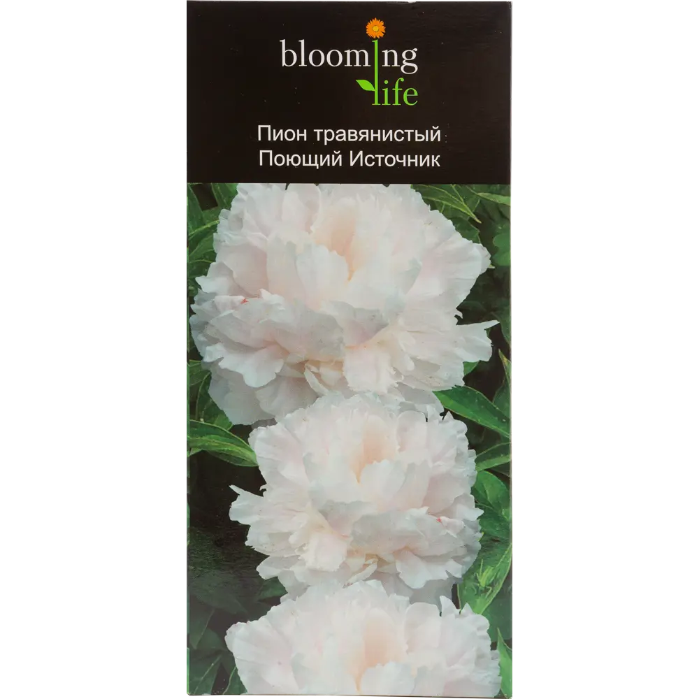 Пион травянистый Поющий источник 12194885 STLM-2031825 Santreyd 