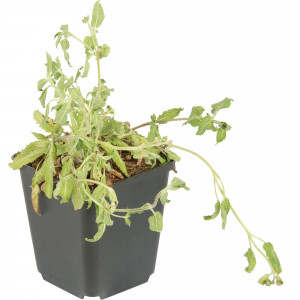 82176206 Шалфей дубравный «Маркус» P9