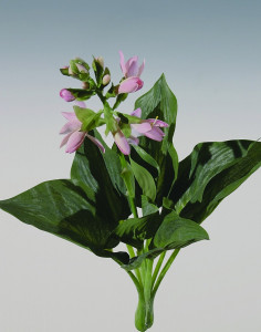 3143 500 a2 Искусственная хоста, 51 см, светло-розовая H-andreas