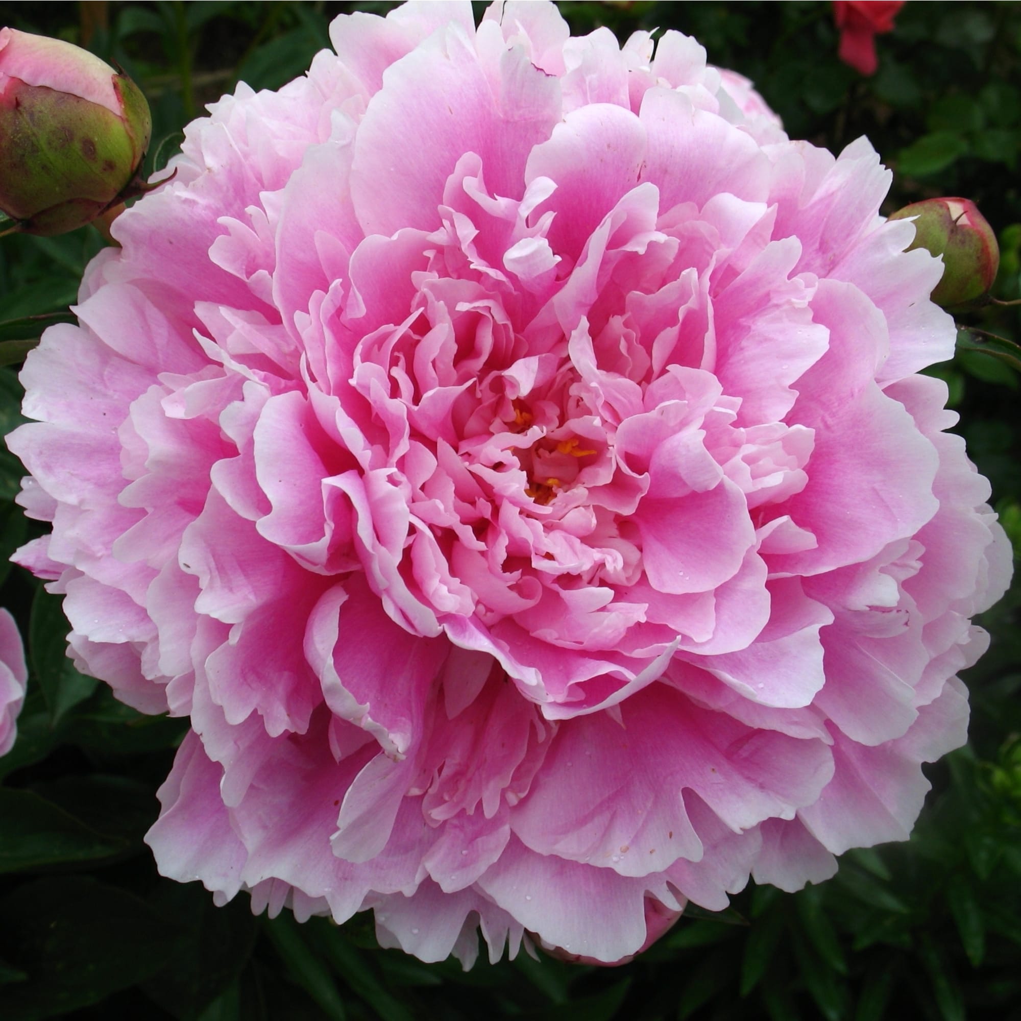 83600096 Пион травянистый Сара Бернар Капер луковица 1-2 Santreyd  - Вид №2