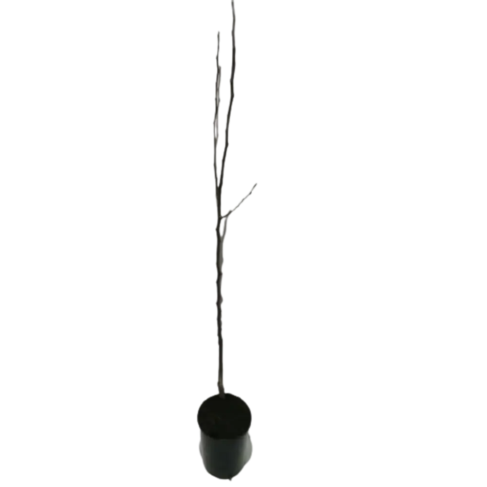 Саженец Груша Талгарская красавица С4 h120-150 см 83023354 STLM-2008584 Santreyd  - Вид №1