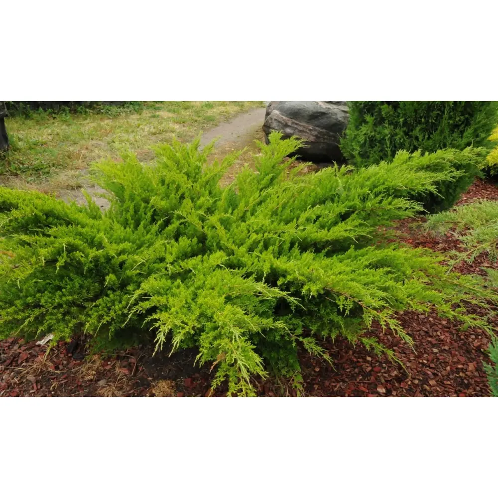 Можжевельник средний Минт Джулеп ø19 h20 см 89465431 STLM-2136105 PLANTMARKET 