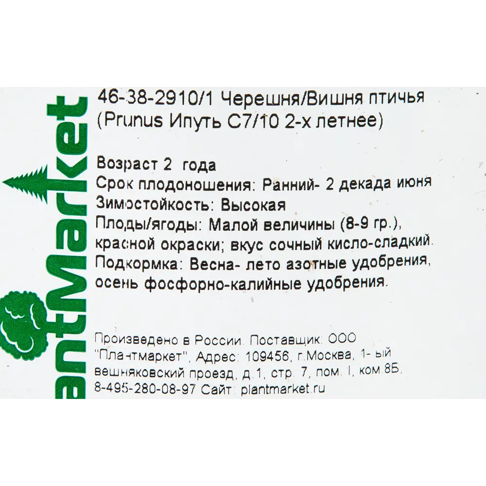 Черешня/Вишня птичья «Ипуть», С7-С10, двухлетняя 18469915 STLM-2052882 Santreyd  - Вид №1