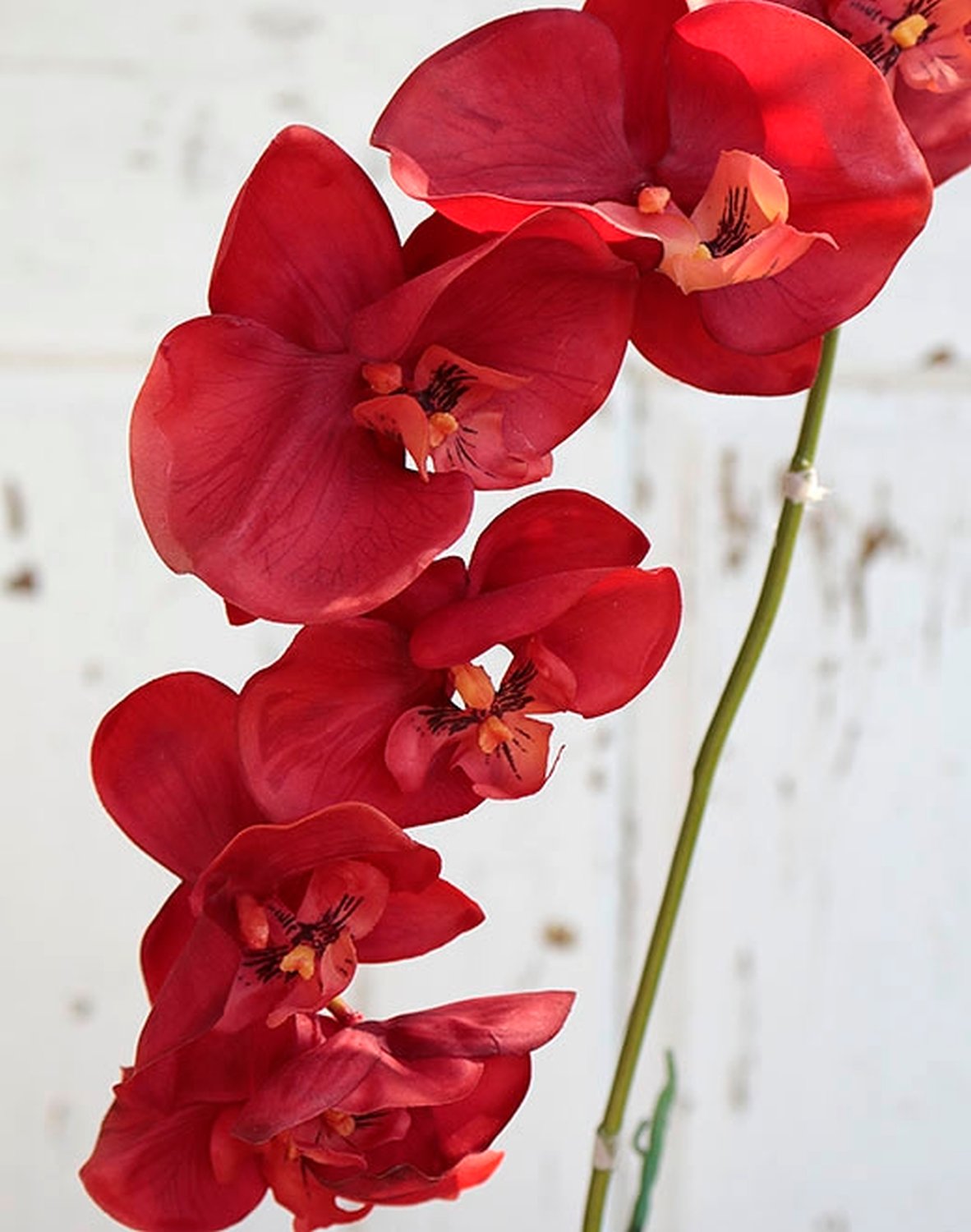 2526 344 a2 Искусственная орхидея Phalaenopsis, 73 см, real touch, темно-оранжевый H-andreas  - Вид №3