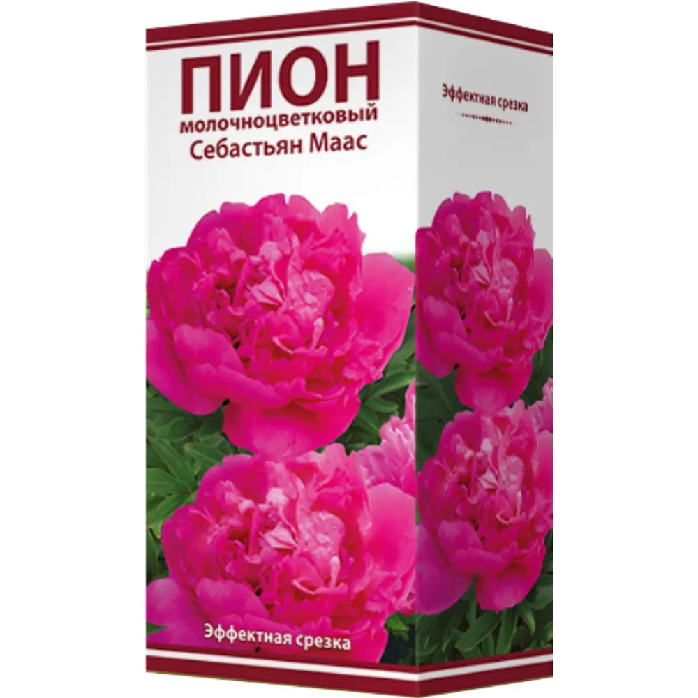 Пион молочноцветковый «Себастьян Маас», размер луковицы I 82319610 STLM-2030826 Santreyd  - Вид №1