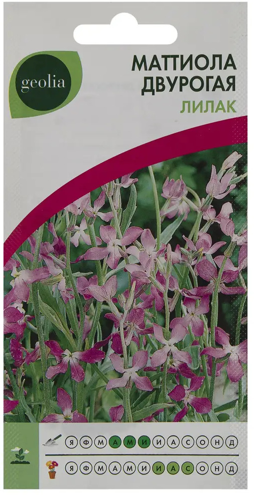Маттиола двурогая Лилак GEOLIA - ночной аромат для сада 17585607