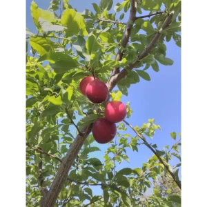 Алыча «Клеопатра» 24x70 см